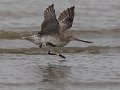 bar-tailed godwit-12